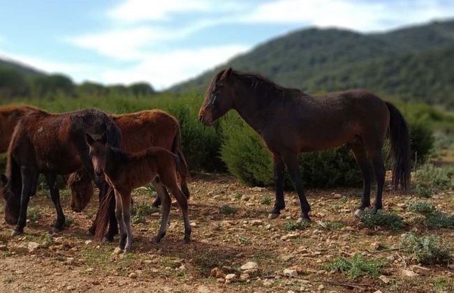 Tour del Parco di Porto Conte in buggy elettrico - Foto 2