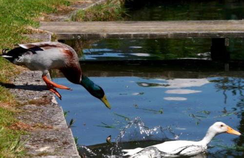 Ferienwohnungen Maierhof Oberried - Foto 67