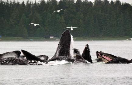 Trailhead Room - Near Mendenhall Glacier, Trails, and Conveniences - DISCOUNTS ON TOURS! - Foto 1