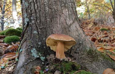 EL BALCÓN PANORÁMICO DE GREDOS - Foto 63
