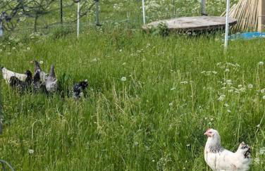 Auszeit Altenhorst, Bauernhaus - Foto 15