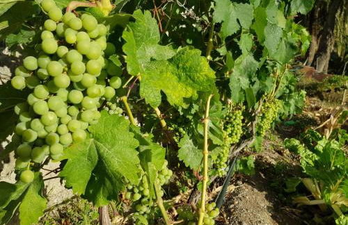 Casa Rural Tía Rita La Gomera - Foto 82