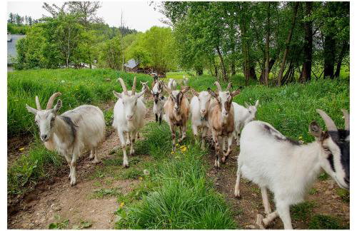 Kozy i Róże - Foto 23