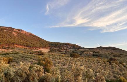 Cortijo Borreguero - Photo 44