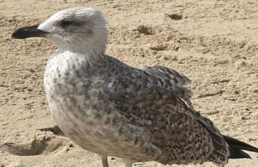 Patio da Foz - Appartement très accueillant centre-ville - Foto 74