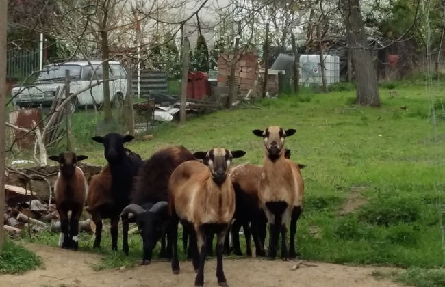 Room in Farmhouse - Rustic Charm - two Bedroom Suite 8601 - Foto 20