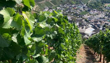 Relaxen im Weindorf Mayschoß Fewo 1 - Foto 2