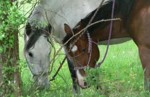 Les prés du petit Morlu - proche Beauval - Foto 11