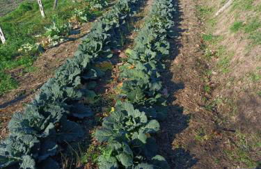 Agriturismo Cele - Foto 31