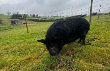 King Richard's Luxury Lodge - Sleeps up to 8, Dog Friendly, Near Sherwood Forest at Fairview Farm in Nottingham set in 88 acres and great for Groups, Family Gatherings & Corporate events - Foto 55