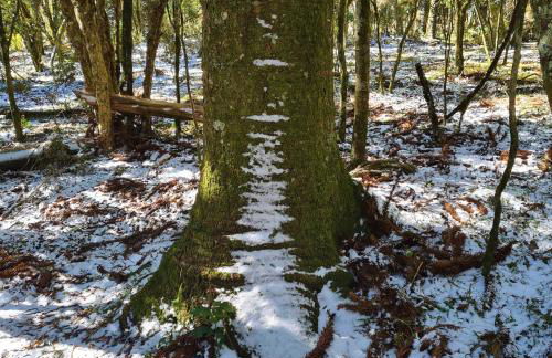 Brumas Casa de Campo - Cambará do Sul - Foto 40