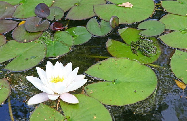 Chic Forest Lodge With Sauna - Photo 12