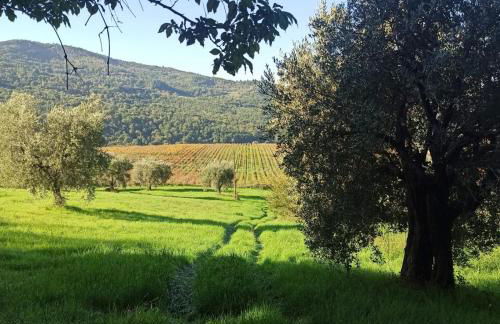 La casetta di campagna Alloggio nel Chianti - Foto 10