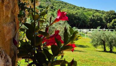 Tenuta Aronne - Foto 4, Garden