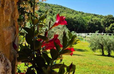 Tenuta Aronne - Foto 4