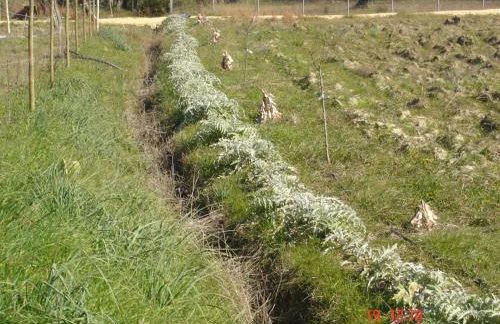 Aroggia Farm - Foto 64