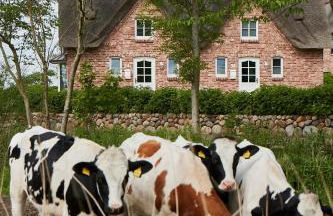 Beach House Reetdachhaus Beach House 1 - Foto 32