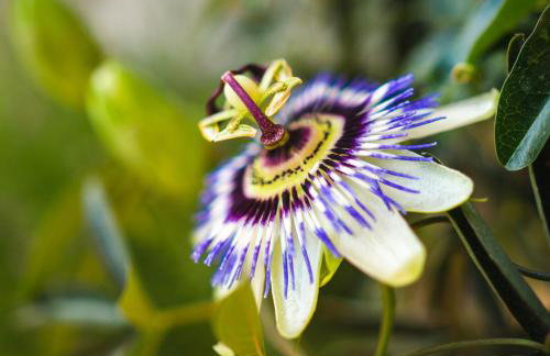 Lavanda Apartments & Room - Foto 50