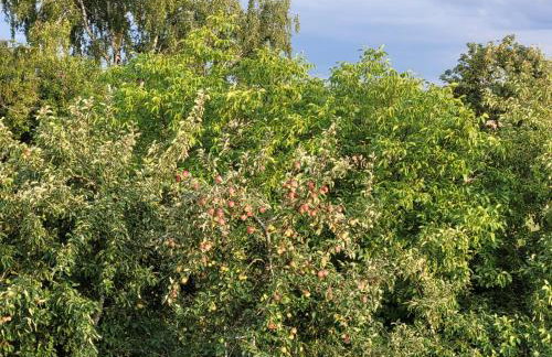 Agroturystyka Nowe Polaszki 10 - Foto 7