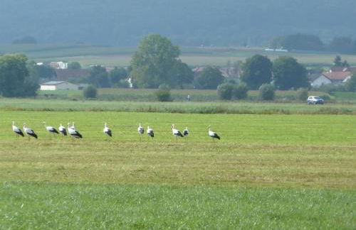 Ferienhaus Alte Schmiede - Foto 11