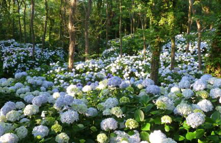 Apartamentos Mar y Mar Agroturismo - Foto 28