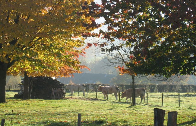 Holiday Home in Epen With Garden & BBQ - Photo 37