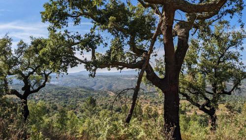 Pura Vida Alentejo by Portus Alacer - Foto 4
