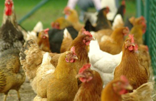 Agroturystyka Pod Brzozami - Foto 19