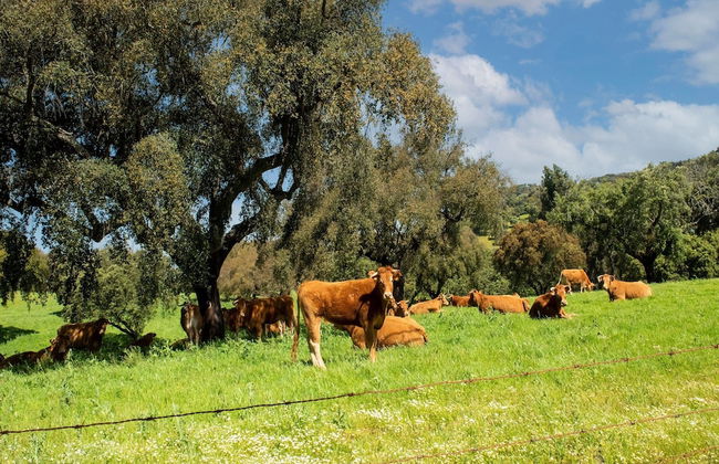 Farmhouse Dreams: Explore and Relax - Foto 55