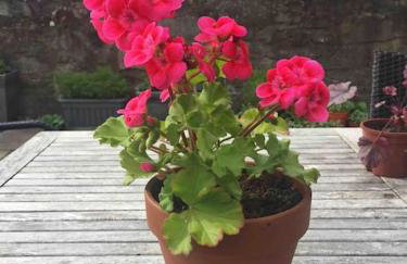 Wardie Garden Cottage - Foto 45