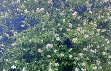 Słoneczny domek - Foto 23