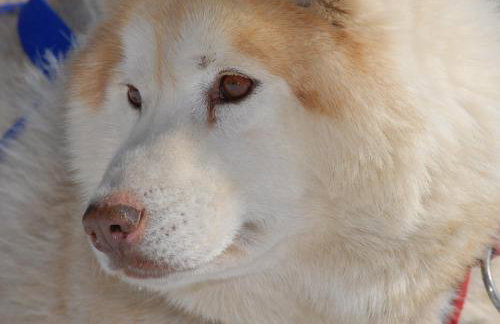Chalet La Tanière 14 Pers - piscine chauffée et sauna - Vars Saint Marcellin - Foto 70