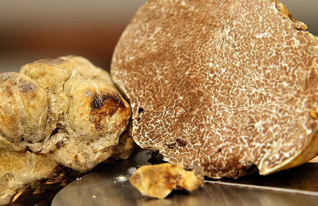 Tour gastronomico dell'Istria - Foto 4