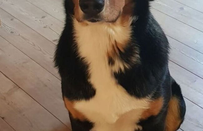 Holiday Apartment Almstuberl - Photo 16