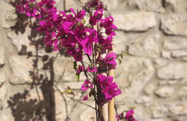 Pyrgi Cretan Living & Spa - Foto 41