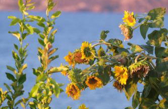 Little Bird Lesvos - Photo 21