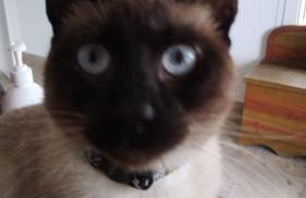 QR Casas de Campo - Foto 69