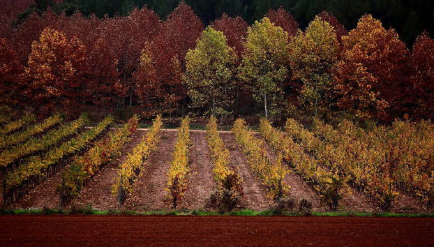 Visitando os vinedos da adega