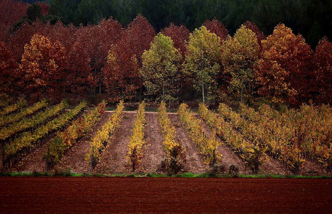 Visita alla cantina Oller del Mas - Foto 2