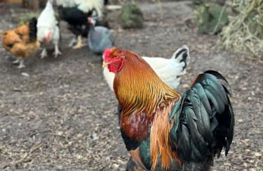 HiPyrenees - Top studio - Foto 21