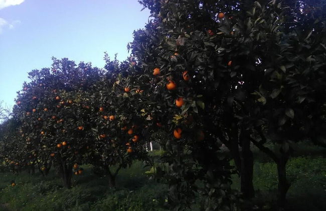 Nature Houses - Foto 50