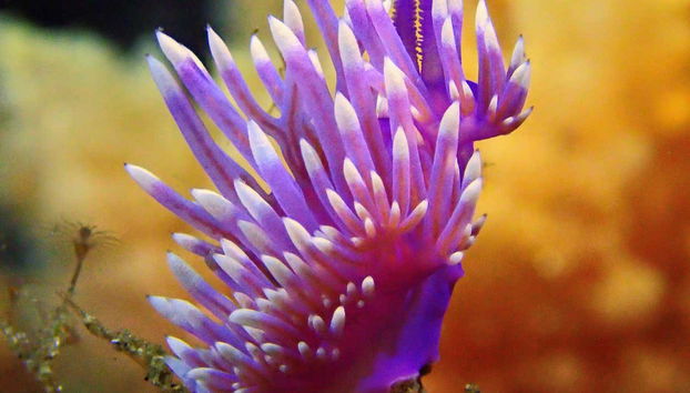 Nudibrânquio