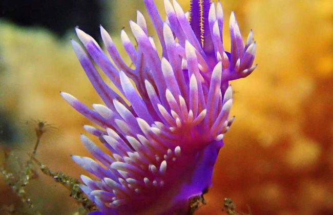 Immersione per principianti a Costa Teguise - Foto 2