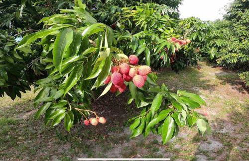 Ananda Farmhouse and Retreat. - Foto 35