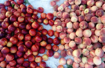 Agriturismo Fior di Maggio - Foto 10