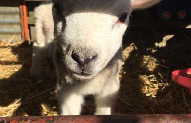 Brooksides Byre Durham Country Cottage - Photo 7