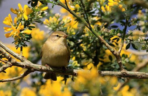 Gîte Les 3 Voiles - Foto 42