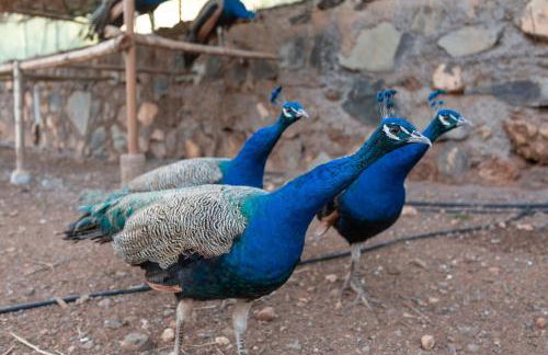 Casa Las Toscas - Foto 41