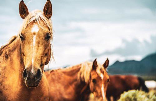 Ranch at Mesa Verde - Foto 7