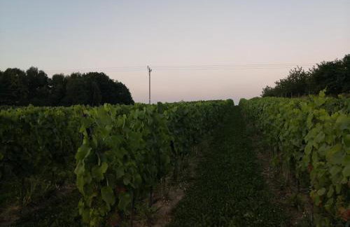 Domek na Winnicy Zagrabie - Foto 17